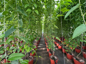 plantas de ñame libre de enfermedades cultivadas en un ambiente controlado